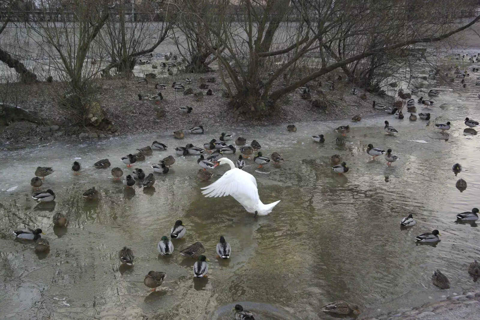 A swan thrashes its wings, from Gamla Uppsala, Uppsala County, Sweden - 16th December 2007