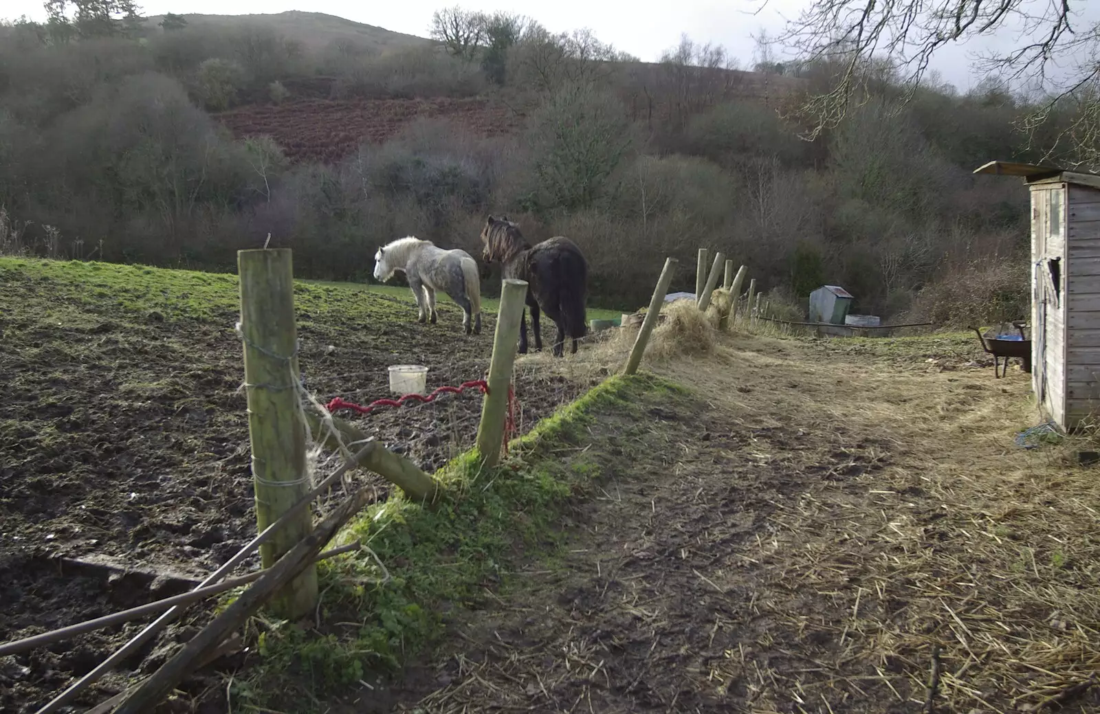 A couple of ponies, from Matt's Allotment and Meldon Hill, Chagford, Devon - 26th December 2007