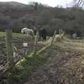 A couple of ponies, Matt's Allotment and Meldon Hill, Chagford, Devon - 26th December 2007