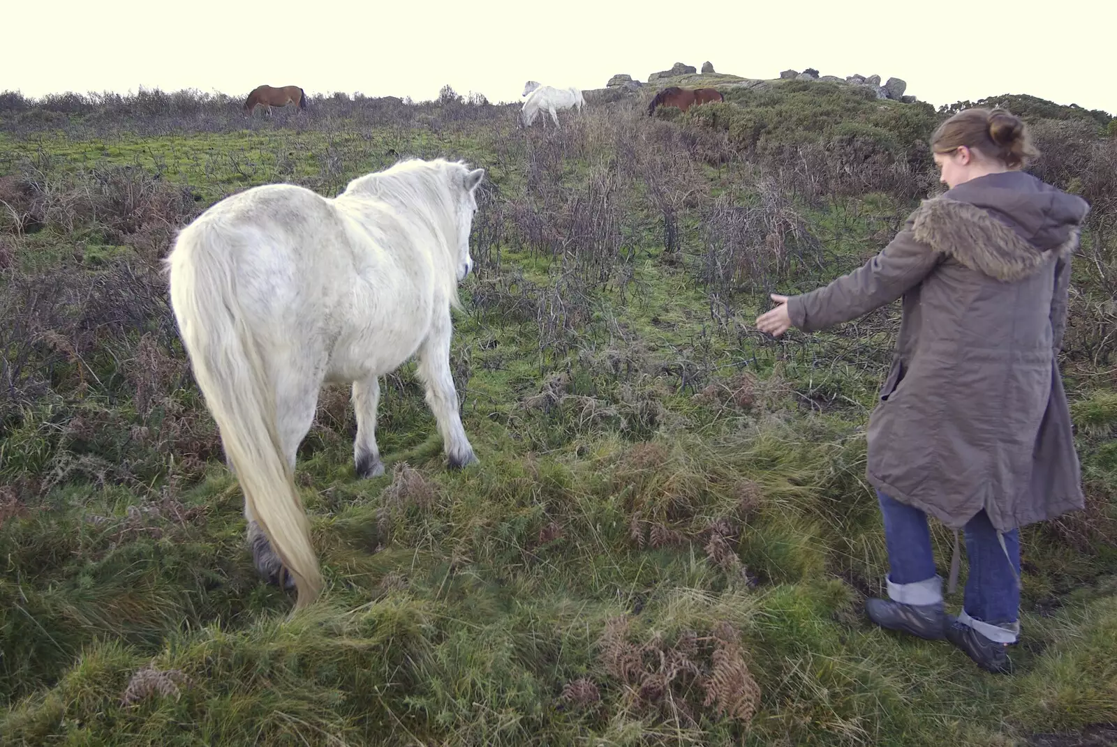 Isobel tries to get friendly with a Dartmoor pony, from Matt's Allotment and Meldon Hill, Chagford, Devon - 26th December 2007