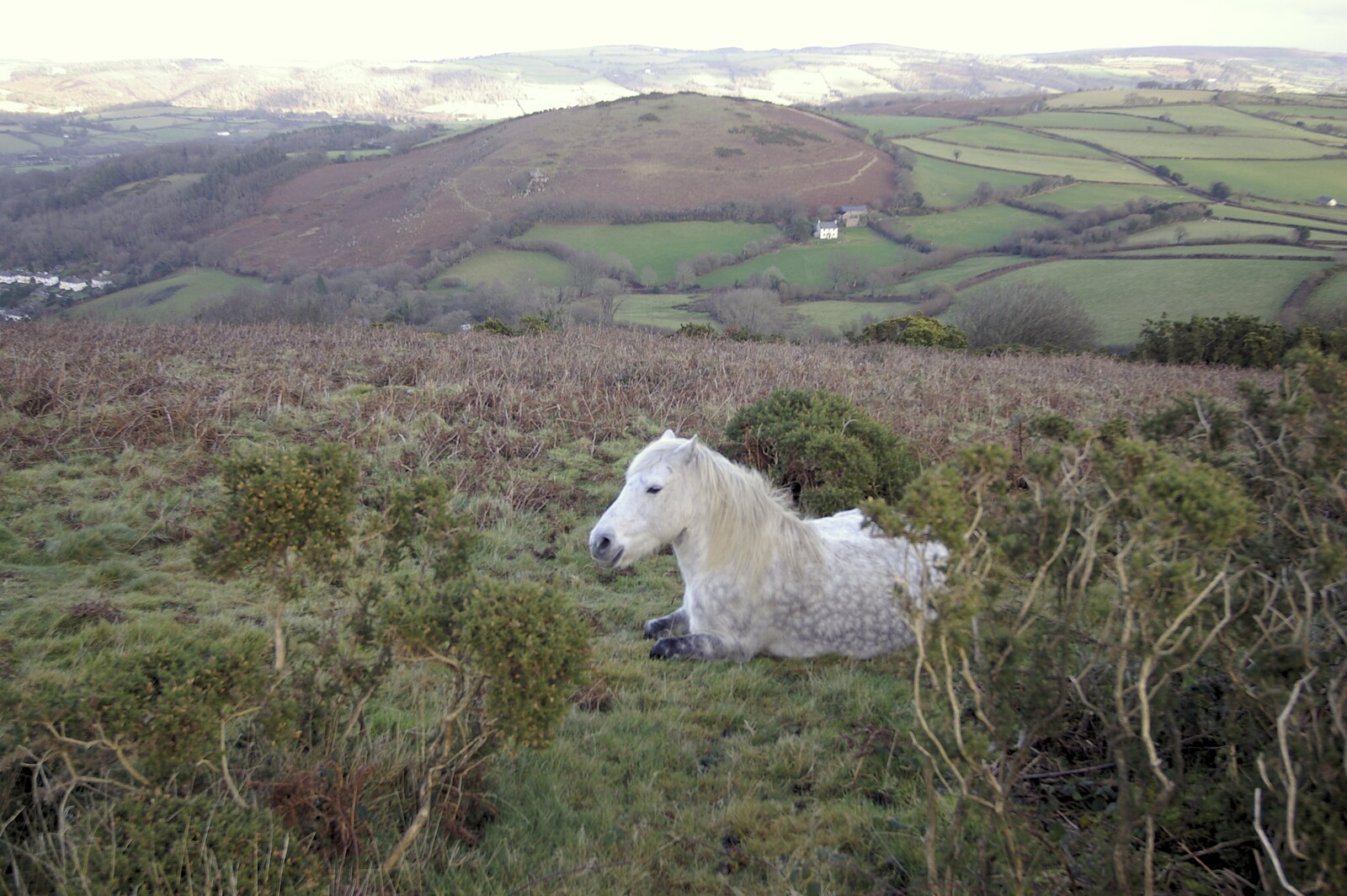 A Dartmoor pony takes a break from Matt's Allotment and Meldon Hill, Chagford, Devon - 26th December 2007