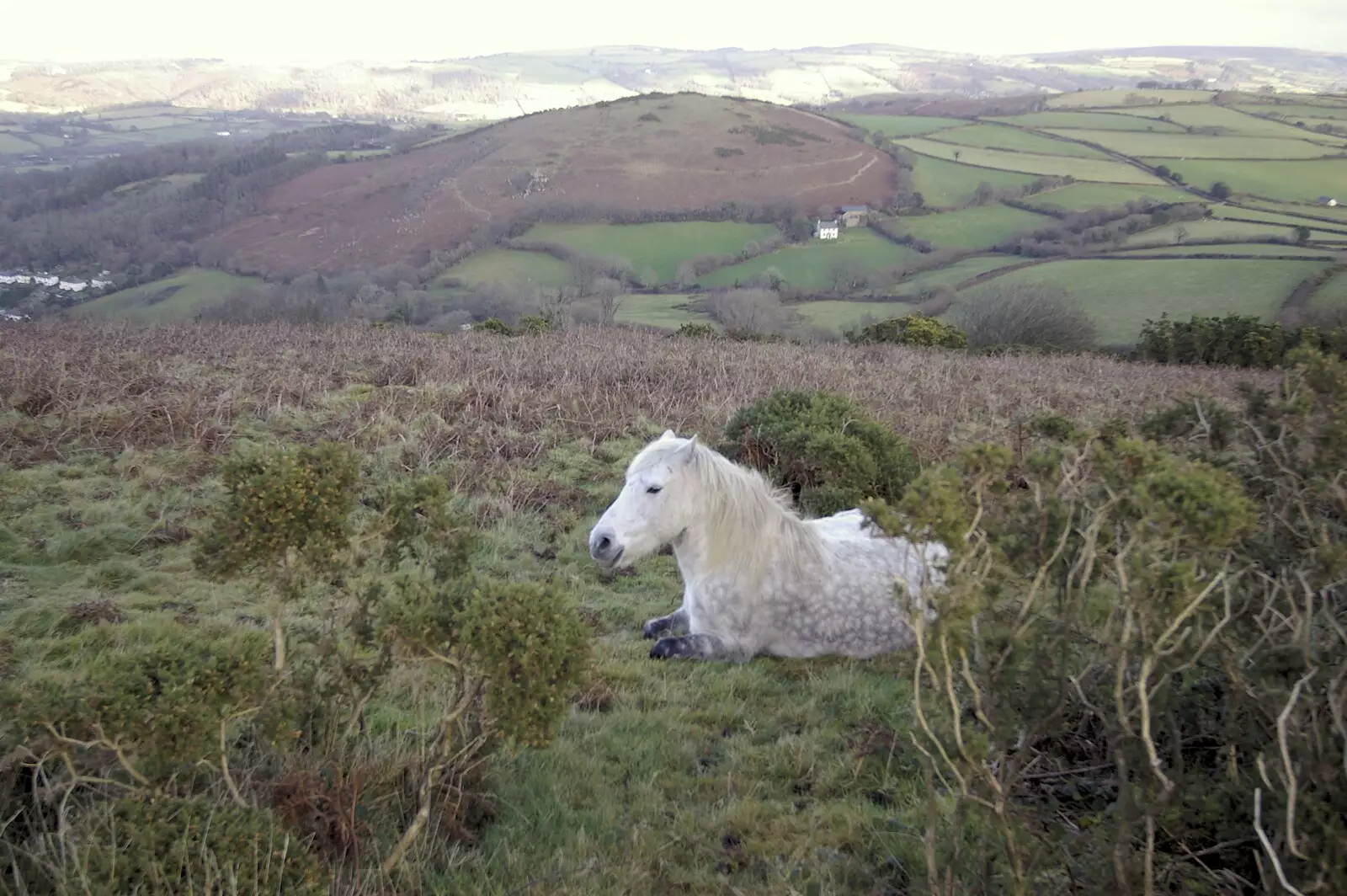 A Dartmoor pony takes a break, from Matt's Allotment and Meldon Hill, Chagford, Devon - 26th December 2007