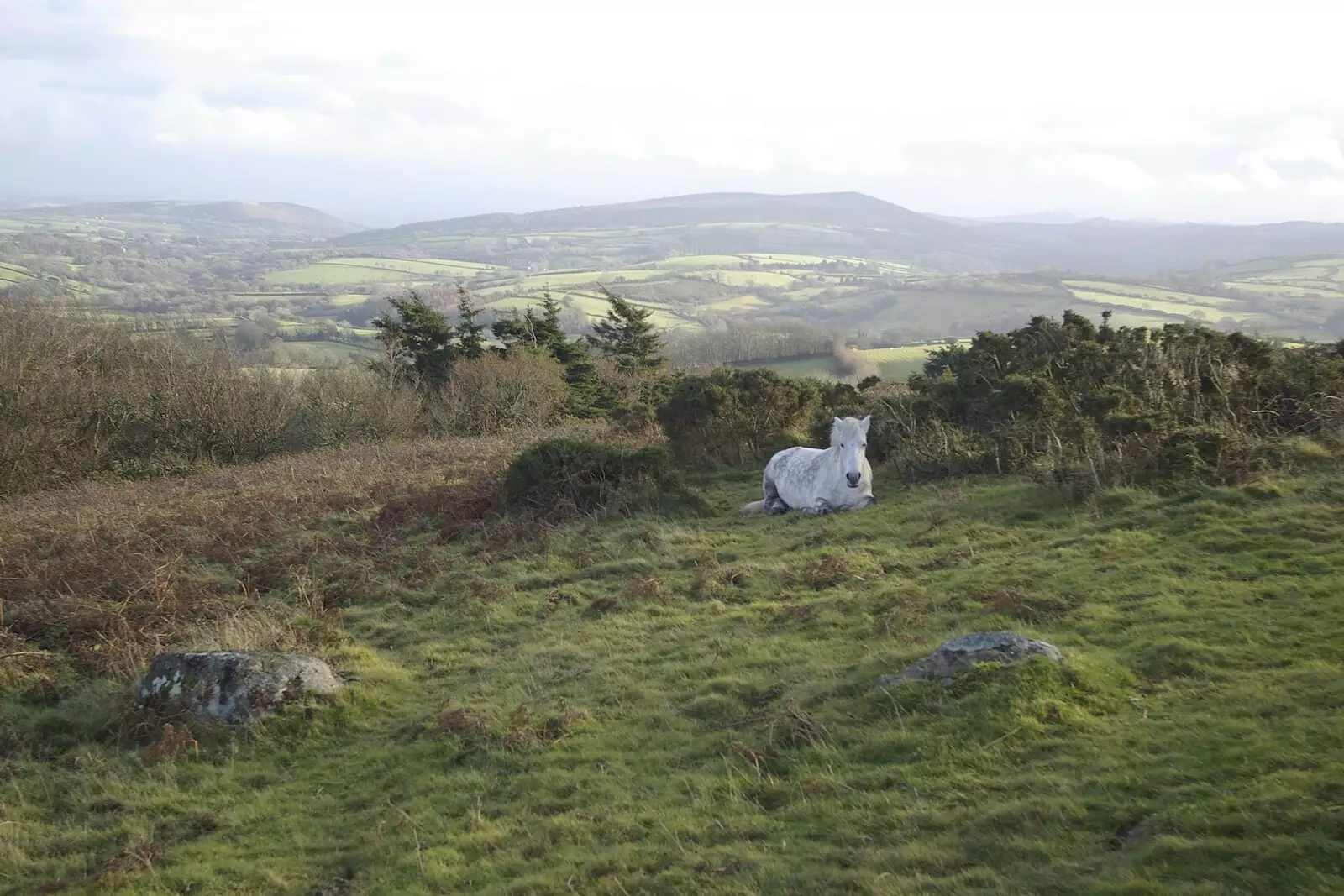 The resting pony revisited, from Matt's Allotment and Meldon Hill, Chagford, Devon - 26th December 2007