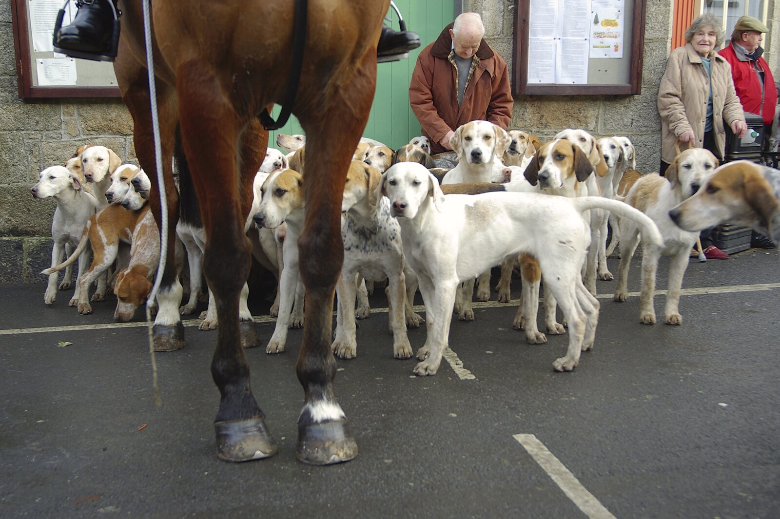 A dog's-eye view of the horses from A Boxing Day Hunt, Chagford, Devon - 26th December 2007