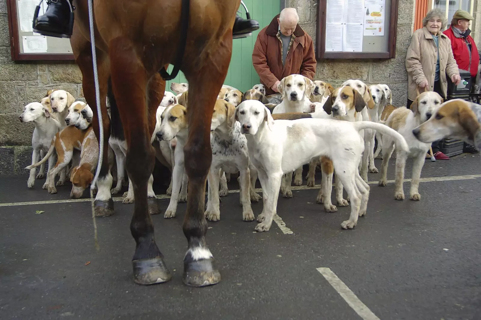 A dog's-eye view of the horses, from A Boxing Day Hunt, Chagford, Devon - 26th December 2007