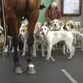 A dog's-eye view of the horses, A Boxing Day Hunt, Chagford, Devon - 26th December 2007