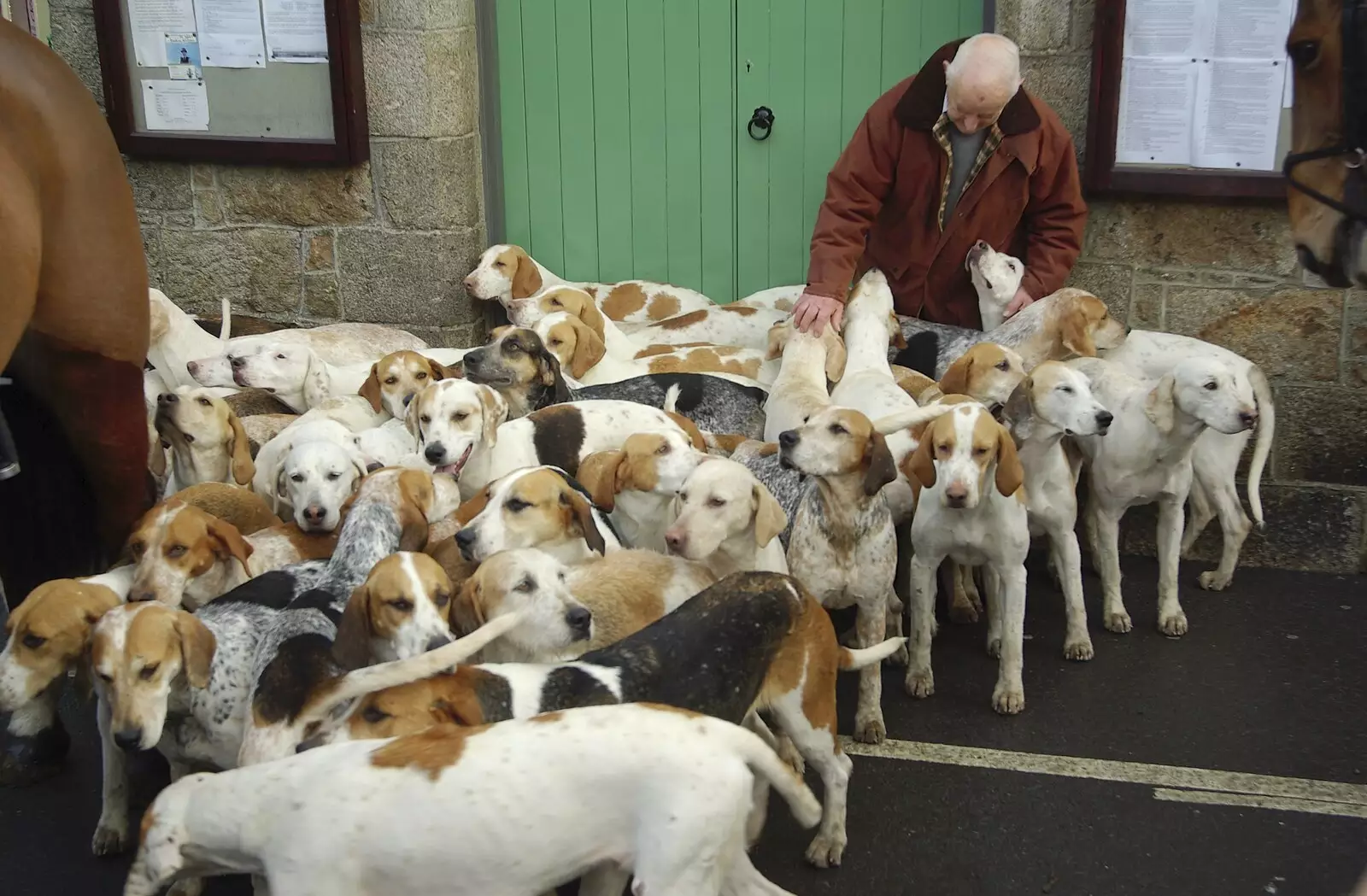 Someone gives the hounds a bit of attention, from A Boxing Day Hunt, Chagford, Devon - 26th December 2007