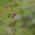 2008 In Nosher's garden, a green Woodpecker is spotted
