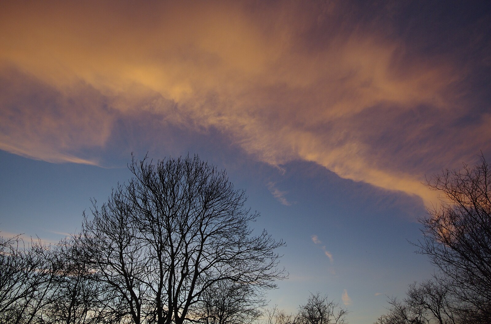 Nice sunset clouds over the ash tree from Organ Practice, Swiss Fondue and Curry With Gov, Thorndon, Cambridge and Diss - 27th January 2008