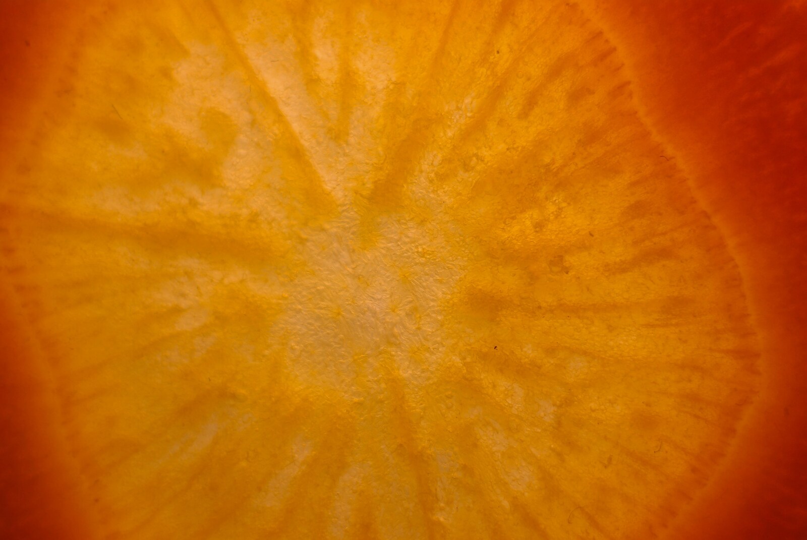 A close-up of a slice of carrot from Aldeburgh, Sprogs, and The BBs at Stoke by Nayland, Suffolk - 10th February 2008