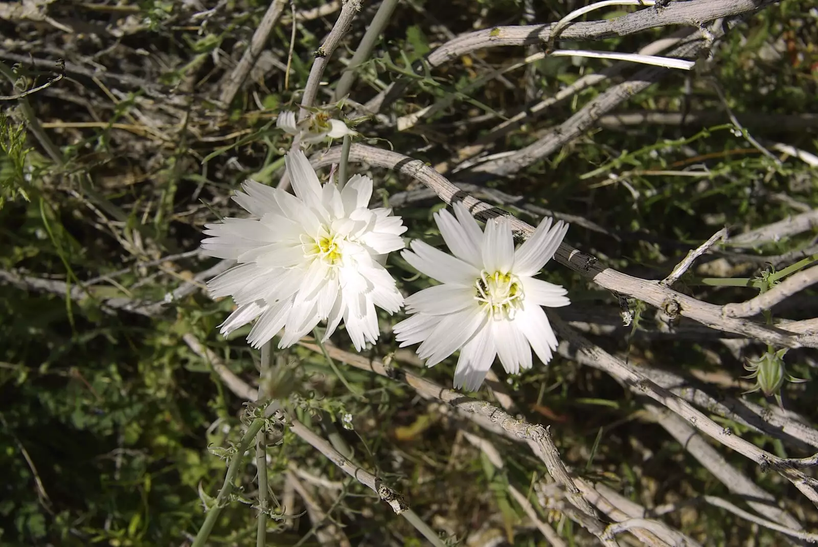 A couple of desert flowers, from The End of the World: Julian to the Salton Sea and Back, California, US - 1st March 2008