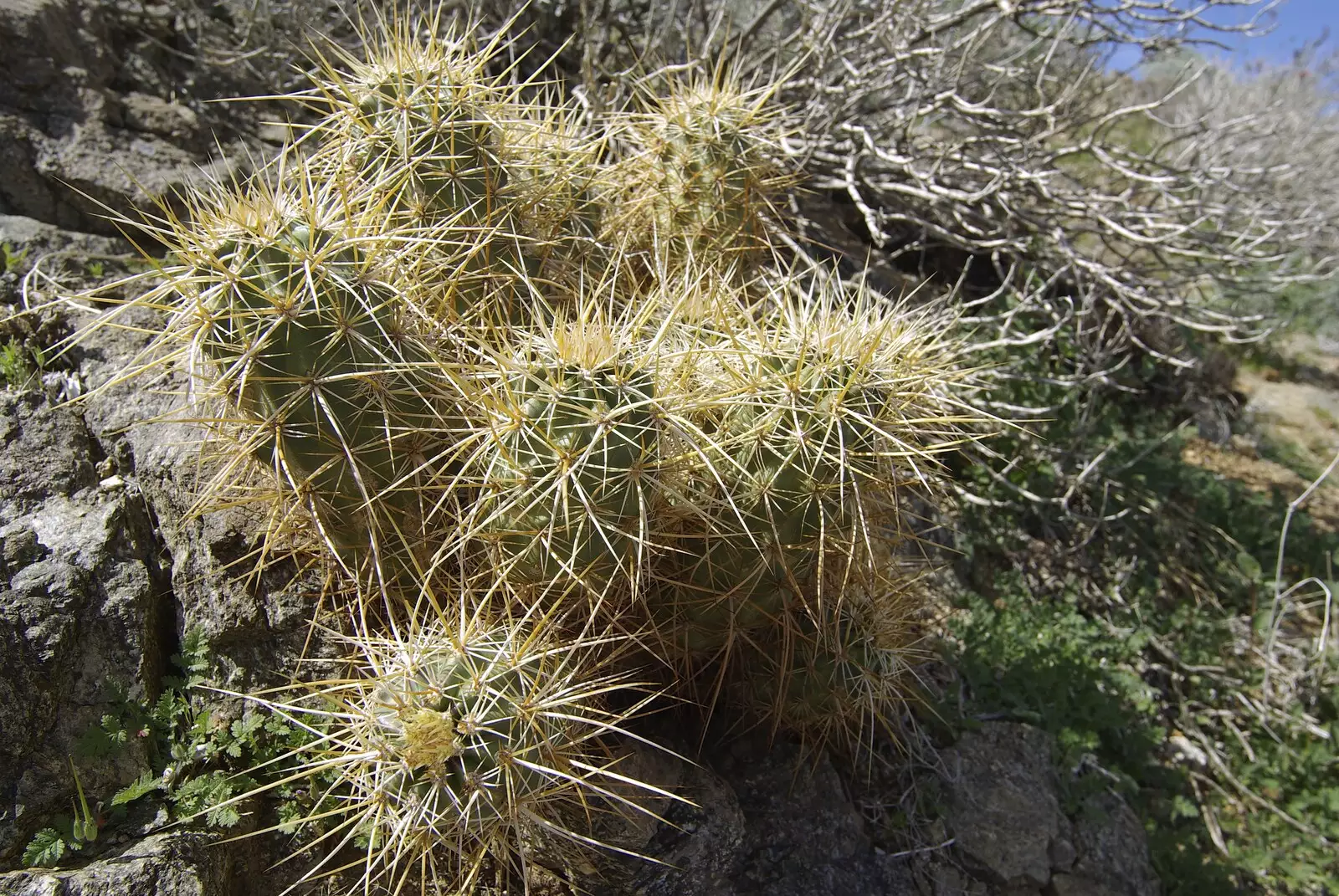 Spiky cacti, from The End of the World: Julian to the Salton Sea and Back, California, US - 1st March 2008