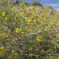 A bit of gorse, The End of the World: Julian to the Salton Sea and Back, California, US - 1st March 2008