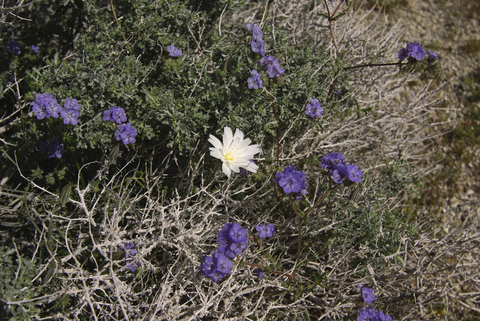 The End of the World: Julian to the Salton Sea and Back, California, US - 1st March 2008: A white desert flower, surrounded by purple