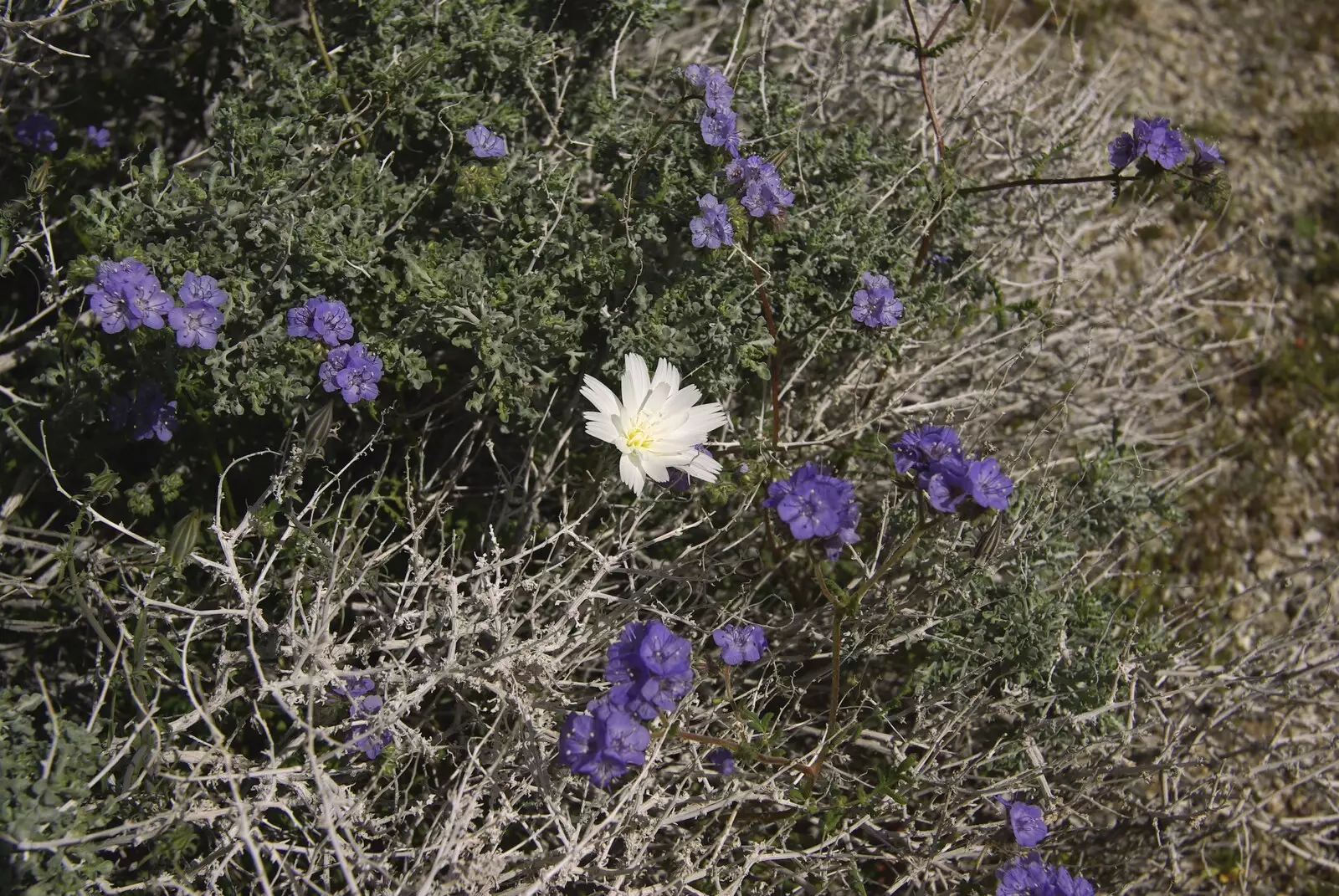 A white desert flower, surrounded by purple, from The End of the World: Julian to the Salton Sea and Back, California, US - 1st March 2008