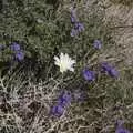 A white desert flower, surrounded by purple, The End of the World: Julian to the Salton Sea and Back, California, US - 1st March 2008