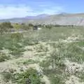 Our first sighting of the desert in bloom, The End of the World: Julian to the Salton Sea and Back, California, US - 1st March 2008