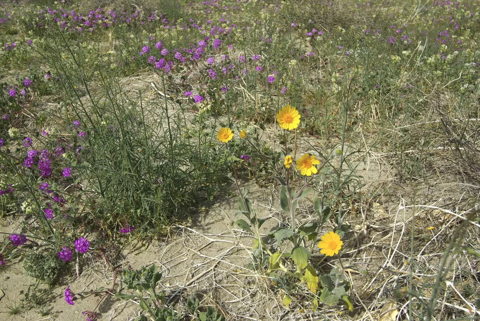 More flowers, from The End of the World: Julian to the Salton Sea and Back, California, US - 1st March 2008