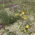 More flowers, The End of the World: Julian to the Salton Sea and Back, California, US - 1st March 2008