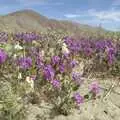 Pink/purple desert flowers, The End of the World: Julian to the Salton Sea and Back, California, US - 1st March 2008