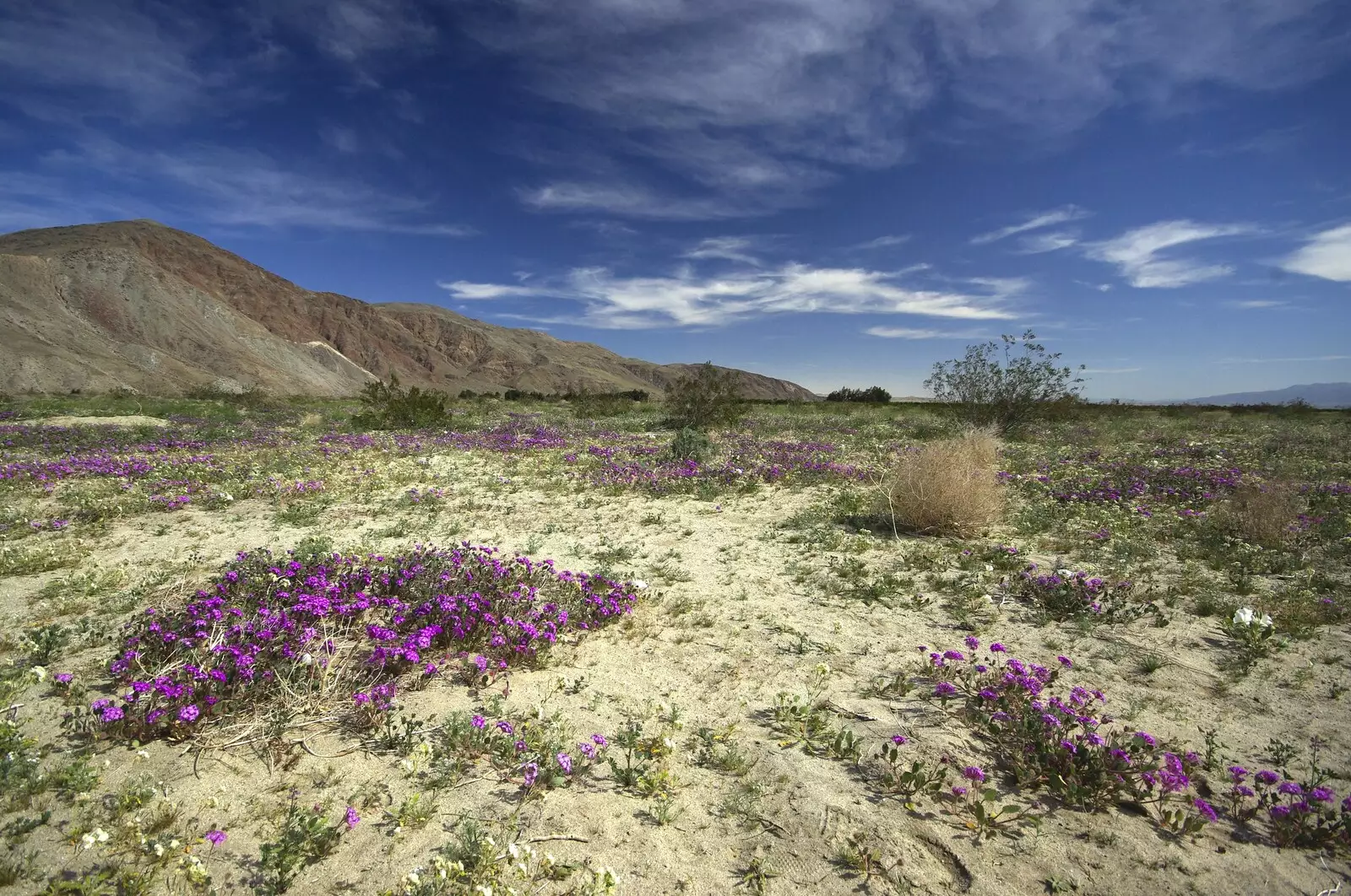 Purple flowers under blue skies, from The End of the World: Julian to the Salton Sea and Back, California, US - 1st March 2008