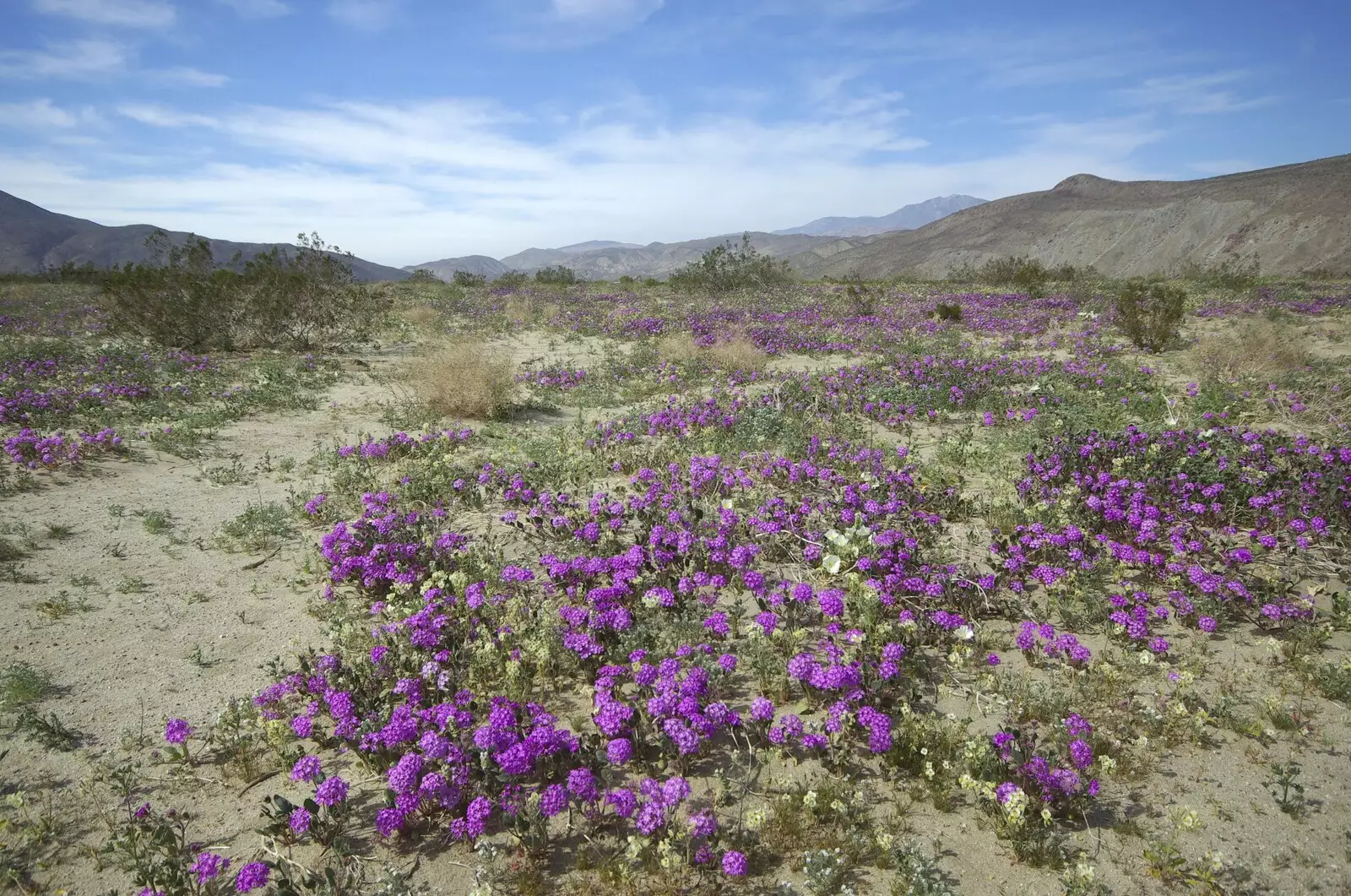 Carpets of flowers cover the canyon floor, from The End of the World: Julian to the Salton Sea and Back, California, US - 1st March 2008