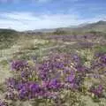 Carpets of flowers cover the canyon floor, The End of the World: Julian to the Salton Sea and Back, California, US - 1st March 2008