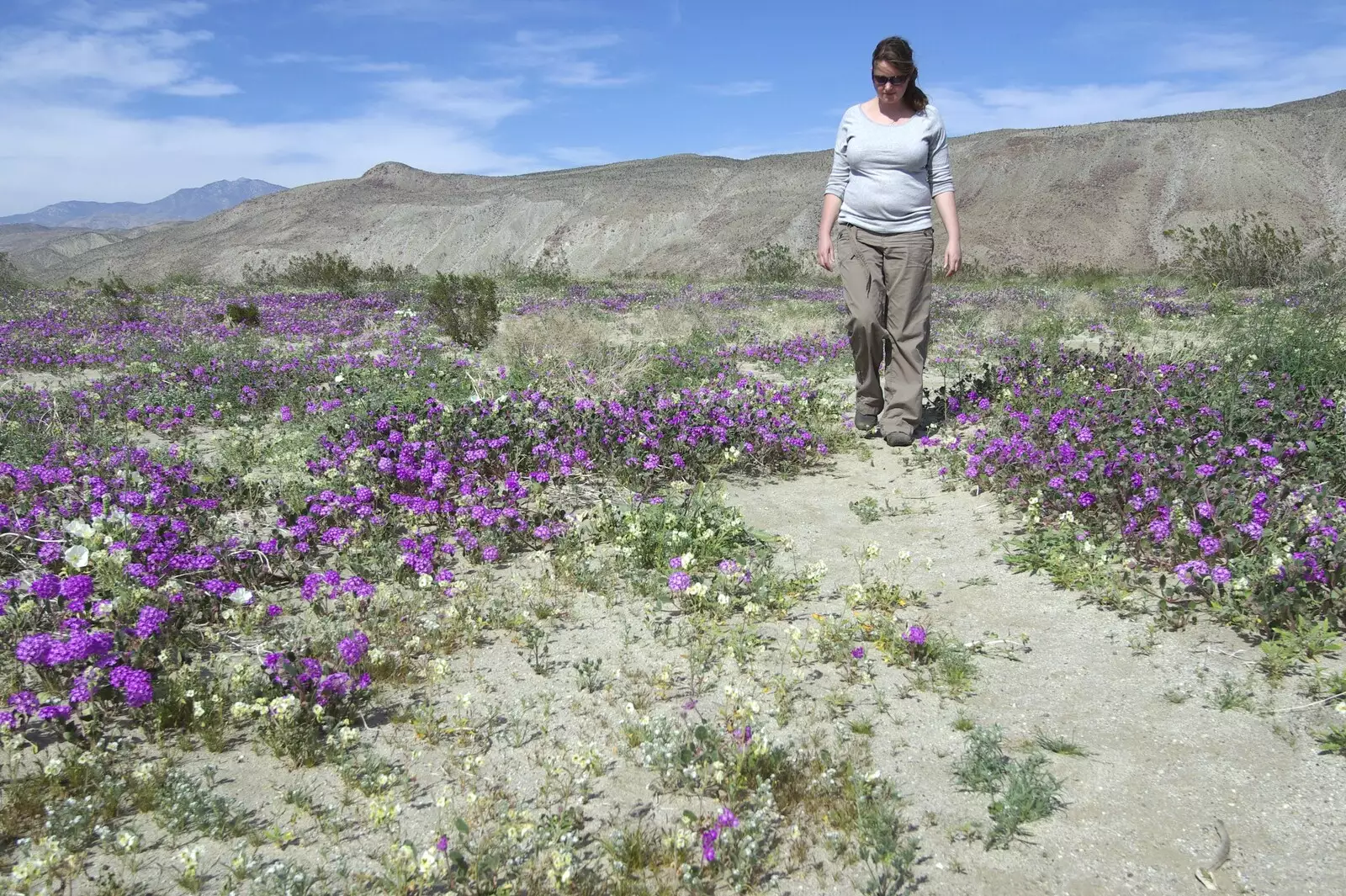 Isobel walks around amongst the purple flowers, from The End of the World: Julian to the Salton Sea and Back, California, US - 1st March 2008
