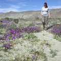 Isobel walks around amongst the purple flowers, The End of the World: Julian to the Salton Sea and Back, California, US - 1st March 2008