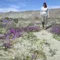 Isobel walks around amongst the purple flowers, The End of the World: Julian to the Salton Sea and Back, California, US - 1st March 2008