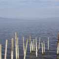 Salt-encrusted sticks in the Salton Sea
