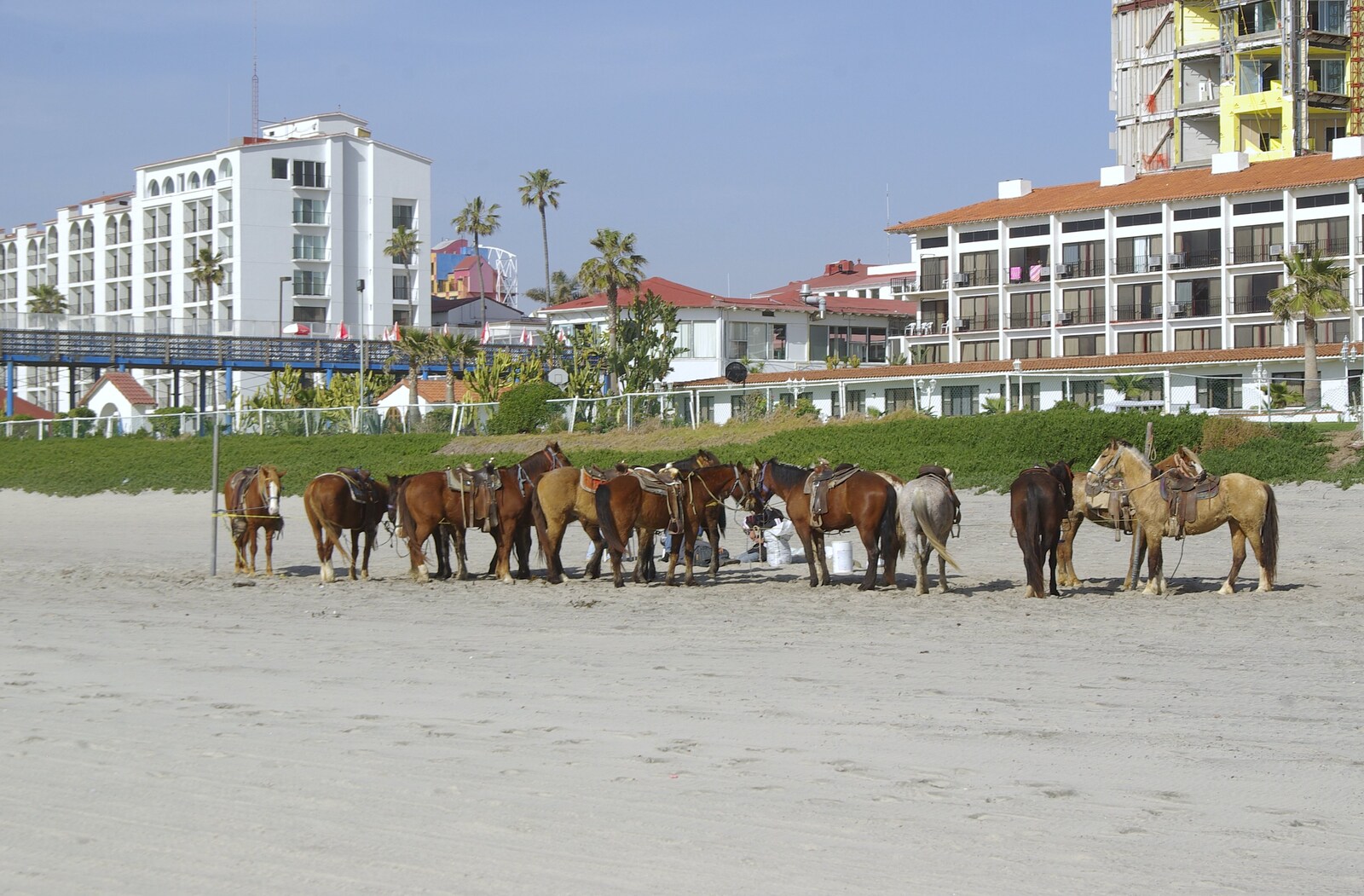 Rosarito and Tijuana, Baja California, Mexico - 2nd March 2008: Horses on the beach