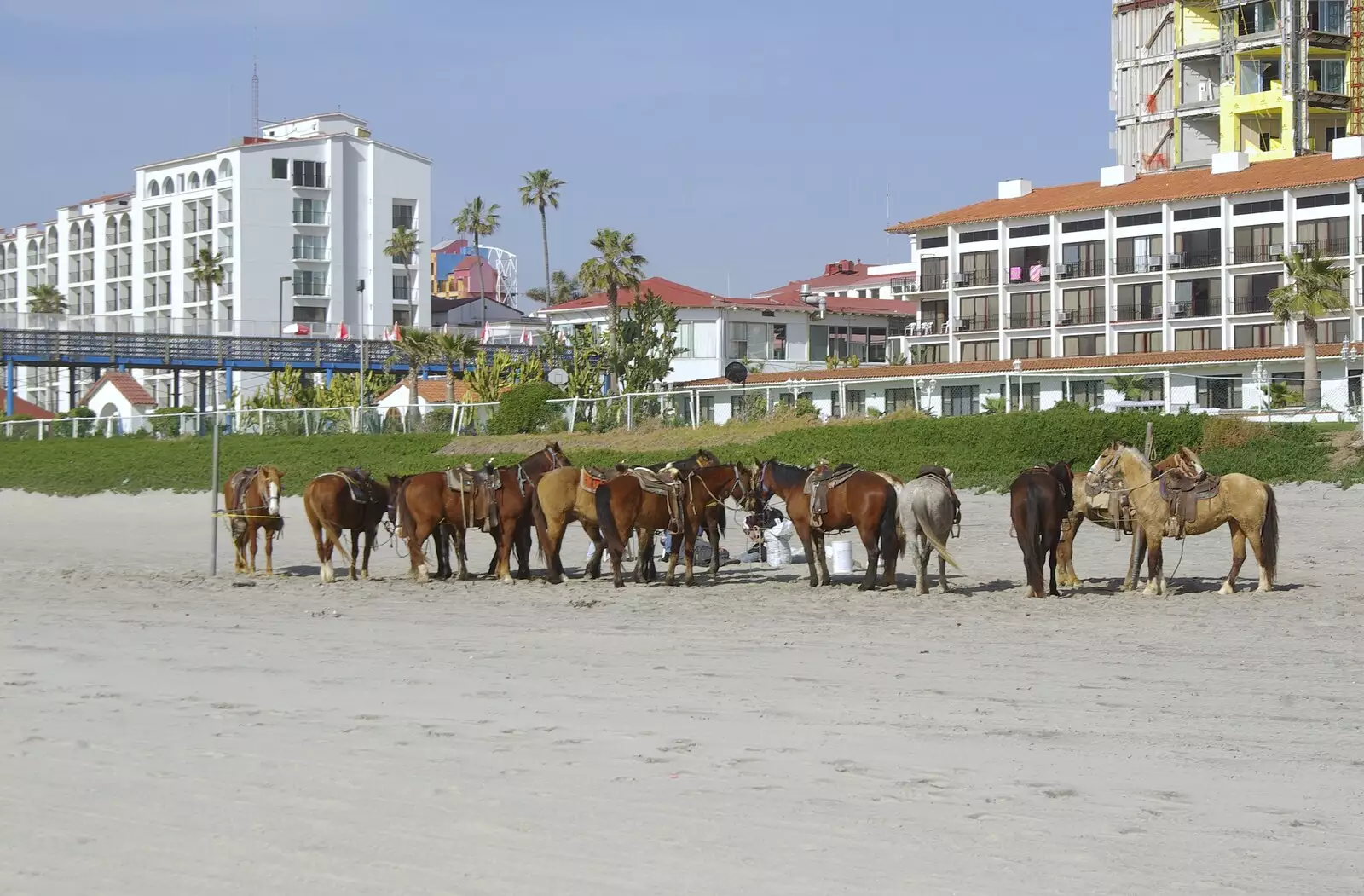 Horses on the beach, from Rosarito and Tijuana, Baja California, Mexico - 2nd March 2008