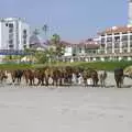 Horses on the beach, Rosarito and Tijuana, Baja California, Mexico - 2nd March 2008