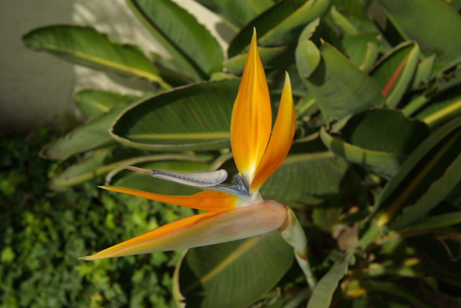 San Diego and Hollywood, California, US - 3rd March 2008: An orange flower