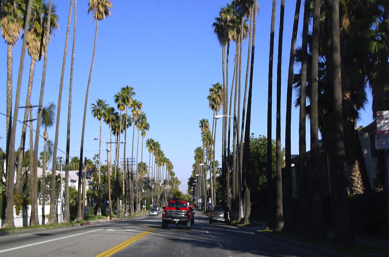 San Diego and Hollywood, California, US - 3rd March 2008: Tall palm trees