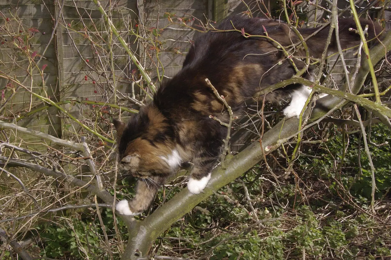 Cat-up-a-tree: Soph-bags in action, from Mother and Mike, Rachel and Sam, and the Scan That Changes Everything - 30th March 2008