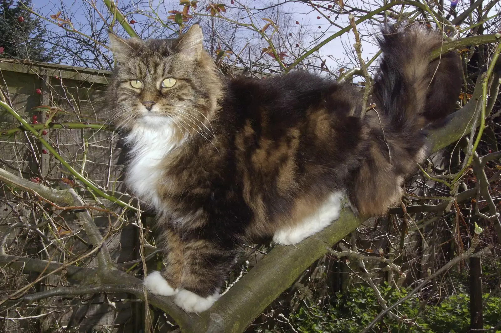 Sophie stands in a tree, from Mother and Mike, Rachel and Sam, and the Scan That Changes Everything - 30th March 2008