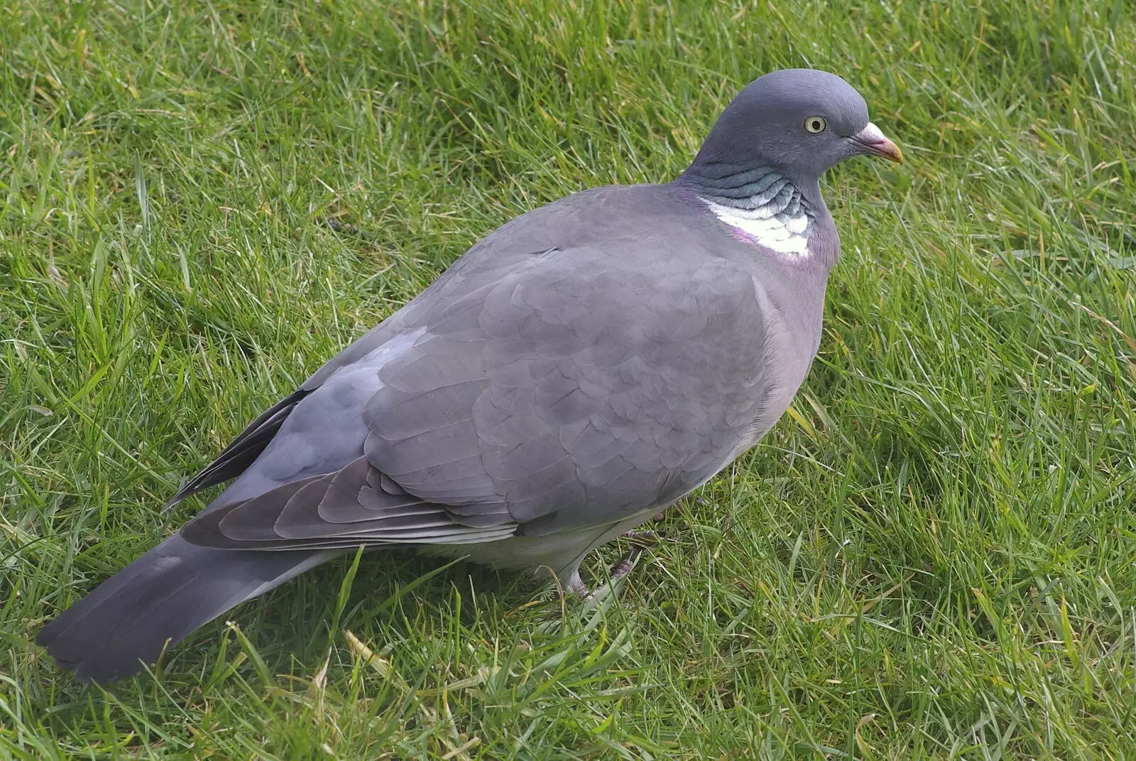 Pigeon feature!, from Mother and Mike, Rachel and Sam, and the Scan That Changes Everything - 30th March 2008