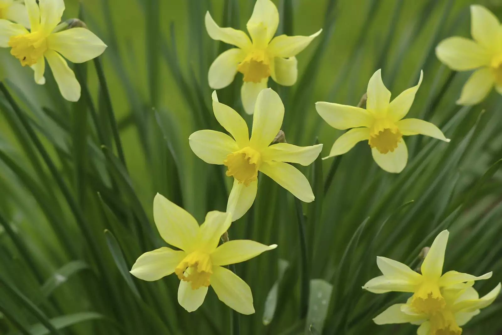 Yellow narcissi, from The BBs at the Carnegie Rooms, and a Mill Road Miscellany, Thetford and Cambridge - 22nd April 2008