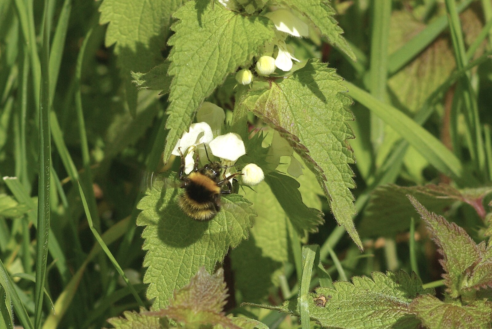 The BBs at the Carnegie Rooms, and a Mill Road Miscellany, Thetford and Cambridge - 22nd April 2008: A bumblebee on another nettle