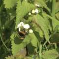 A bumblebee on another nettle