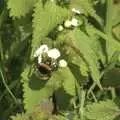 A bumblebee on another nettle, The BBs at the Carnegie Rooms, and a Mill Road Miscellany, Thetford and Cambridge - 22nd April 2008