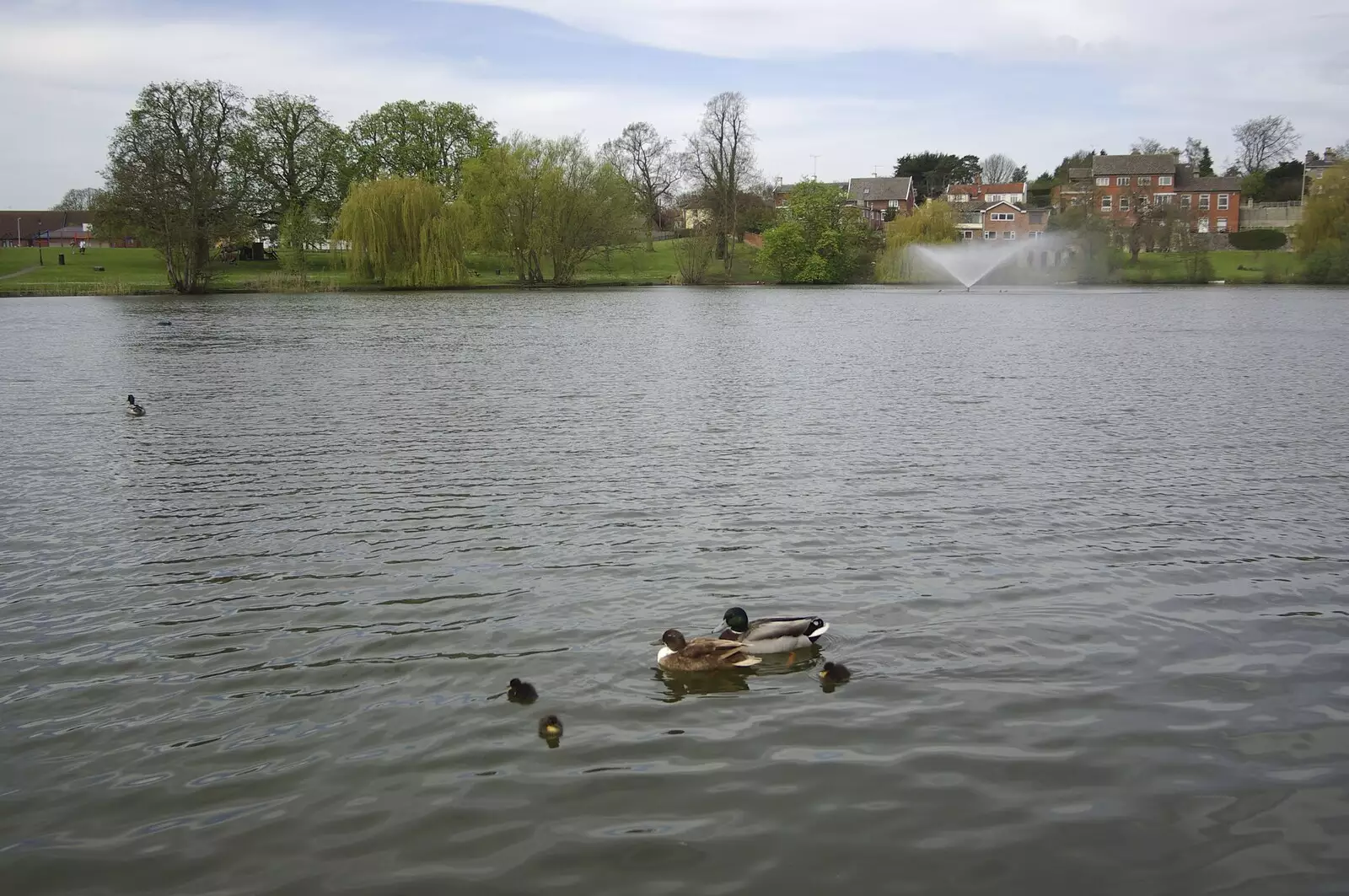 Back in Diss, the ducks swim around on the Mere, from Hani's Stag Beers and a Punting Trip on the Cam, Cambridge - 1st May 2008