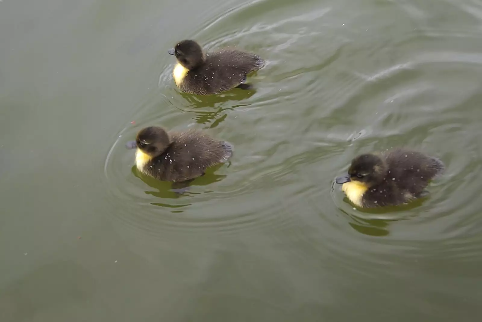 Fluffy ducklings float around on the Mere, from Hani's Stag Beers and a Punting Trip on the Cam, Cambridge - 1st May 2008