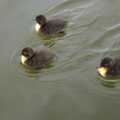 2008 Fluffy ducklings float around on the Mere