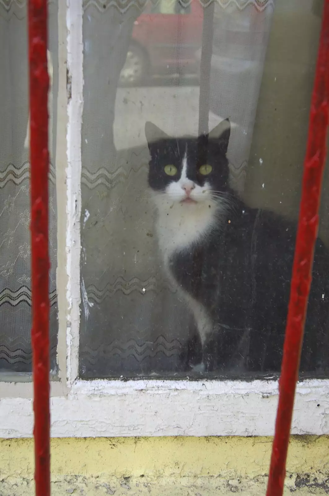 A cat peers out of a window, from Connor Pass, Slea Head and Dingle, County Kerry, Ireland - 4th May 2008