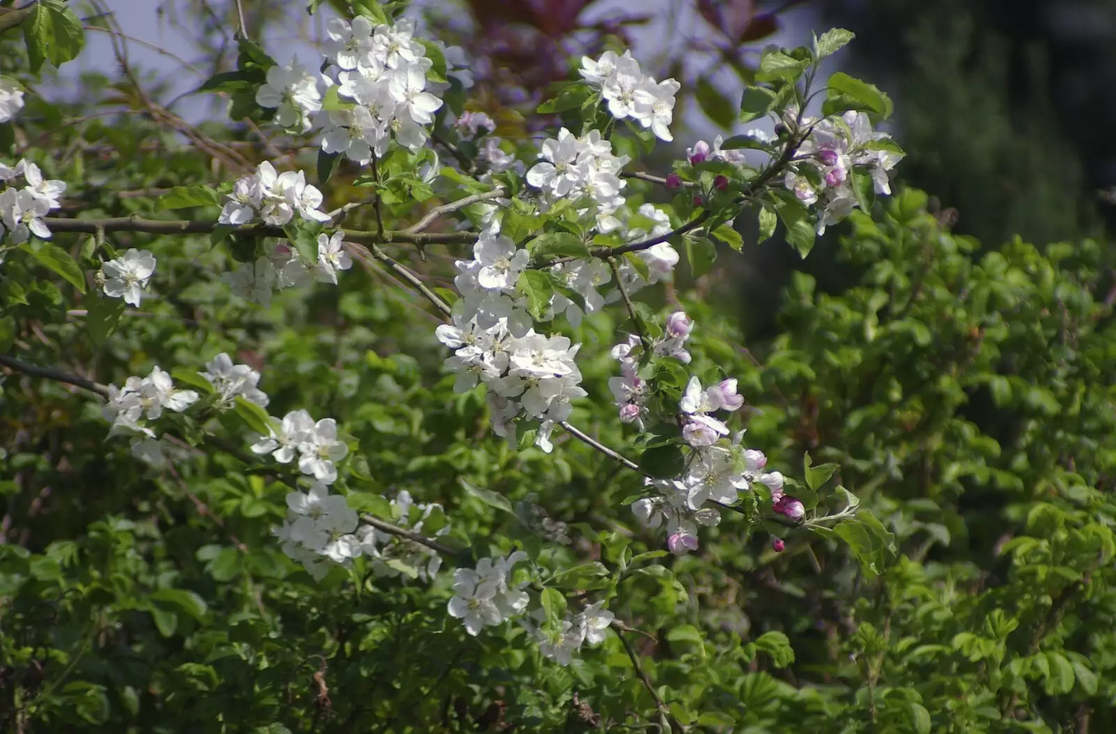 Apple blossom in the garden, from Connor Pass, Slea Head and Dingle, County Kerry, Ireland - 4th May 2008