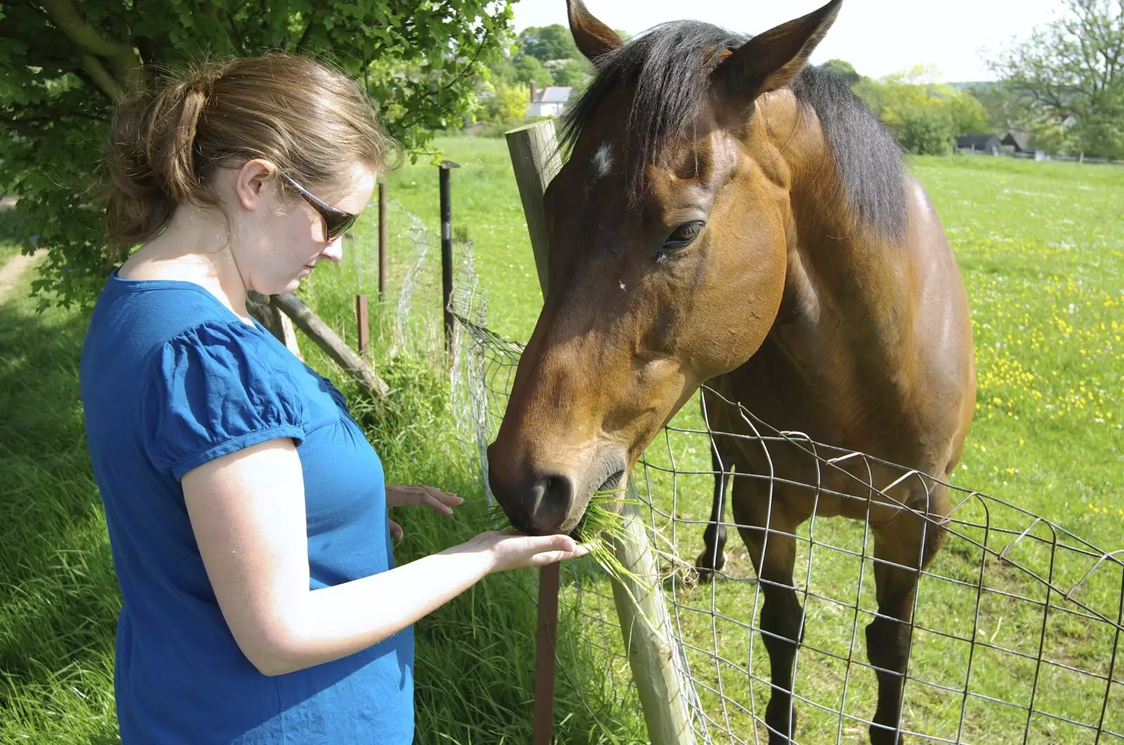 Isobel feeds a horse some tasty long grass, from The BSCC Weekend Away, Thaxted, Essex - 10th May 2008