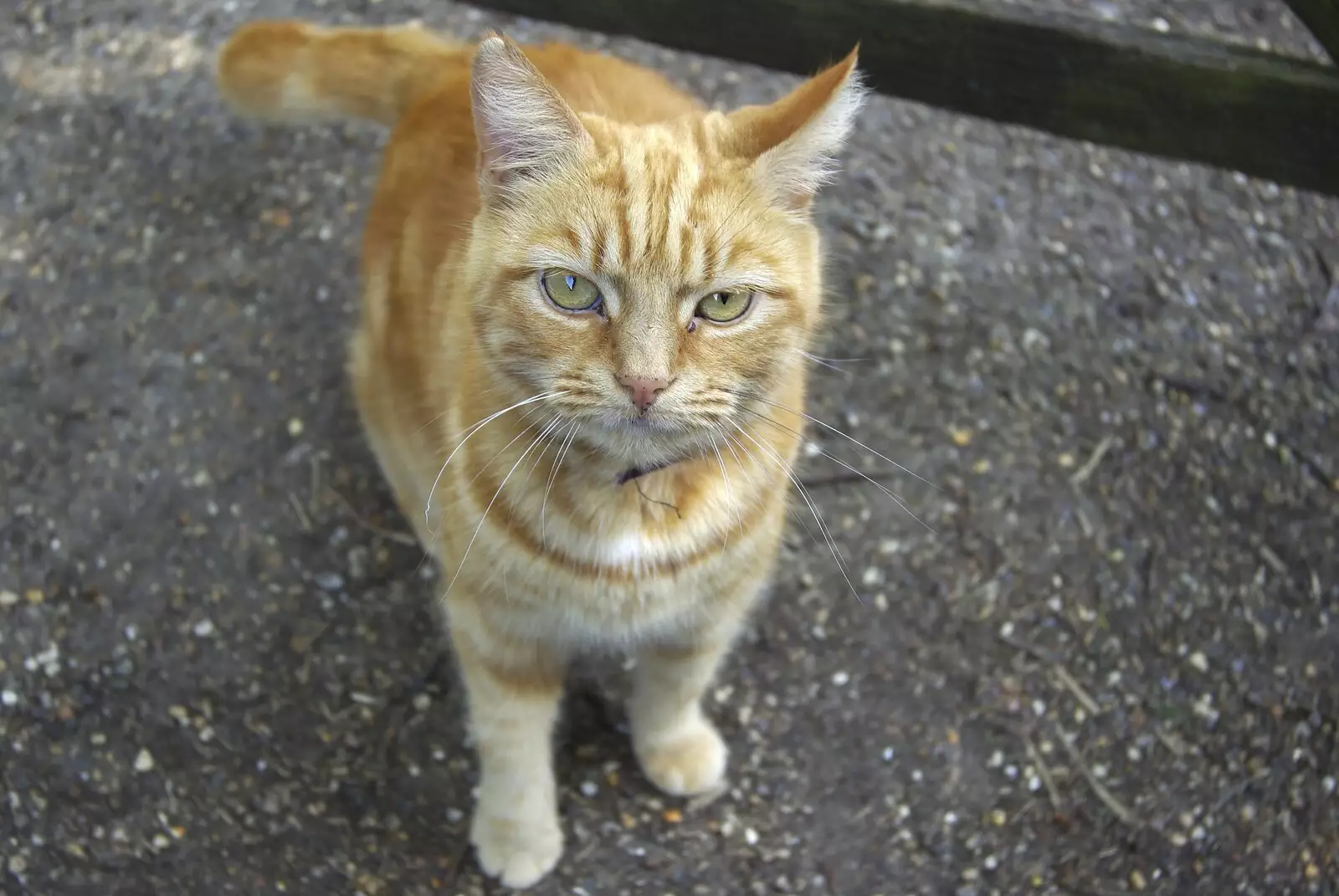 A friendly ginger cat tags along for a while, from The BSCC Weekend Away, Thaxted, Essex - 10th May 2008